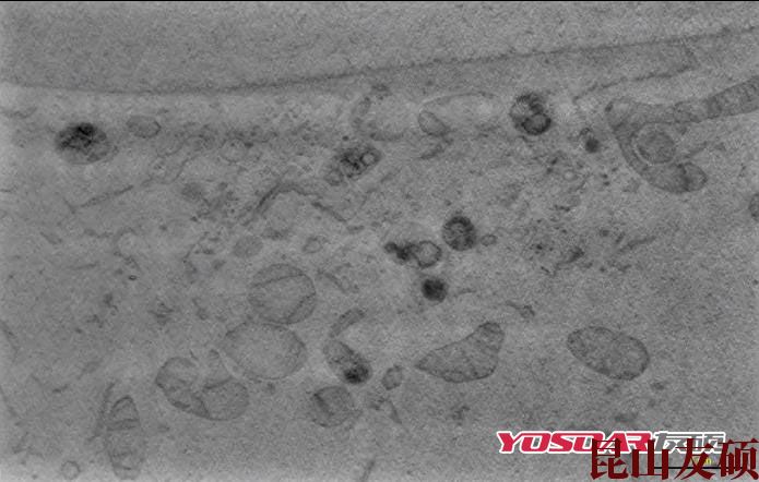 资阳蔡司双束电镜